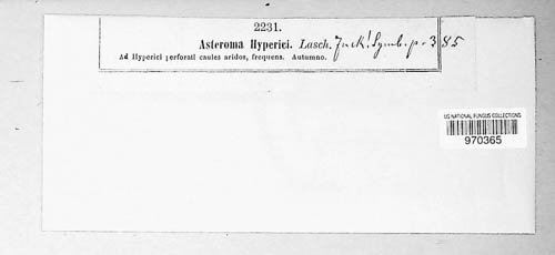 Asteroma hyperici image